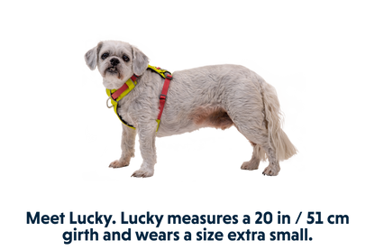 Hi & Light™ Lightweight Dog Harness